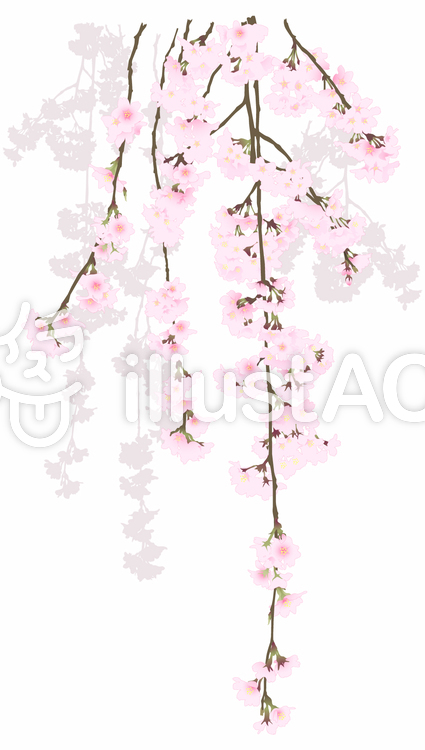 枝垂れ桜イラスト